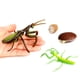 thumbnail image 3 of Set De 24 Figuras Del Ciclo De Vida De Insectos, 3 of 5