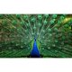 thumbnail image 1 of Rompecabezas Toynk Peacock Plume Wild Zoo Animal 1000 piezas, 1 of 7