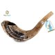 thumbnail image 2 of Cuerno de Shofar HOLY VOICE 41-46 cm Semi Pulido Israel, 2 of 8