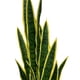 thumbnail image 5 of Decoracion Interior Planta Artificial Lengua de Suegra Sansevieria verde mediano, 5 of 7