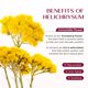 thumbnail image 5 of Bálsamo Vigority Helichrysum Pack de 3 - 10,2 oz (300 g), 5 of 9