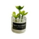 thumbnail image 5 of Mini Juguetes Para Casa De Muñecas Modelo De Paisaje Estático Modelado Mini Plantas Artificiales Estilo C, 5 of 5
