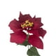 thumbnail image 3 of Poinsettia Roja 75cm, 3 of 3