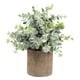 thumbnail image 1 of Planta Suculenta Artificial Falsa En Maceta Mini Plantas En Maceta Decoración De Jardín Para El Hogar Eucalipto, 1 of 5