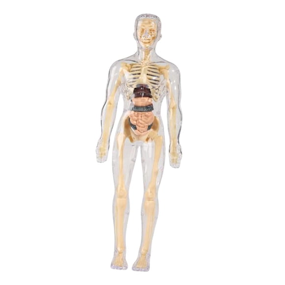 Human Human Body Model Display Education Tool Biología Humana Para Edades En El Hogar 8+ Totalmente Transparente
