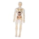 thumbnail image 2 of Aprendizaje Del Modelo De Cuerpo Humano Muestra Biología Humana Realista Para Los Grados 8+ Transparente, 2 of 5