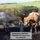 thumbnail image 3 of Bebedero Automático Grande Para Caballos, Vacas, Cabras, 3 of 7