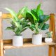 thumbnail image 5 of Plantas artificiales Der Rose, paquete de 2, tropicales para interior, 41 cm, 5 of 8