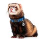 thumbnail image 1 of Productos para mascotas Bell Collar Marshall para hurones (azul), 1 of 8