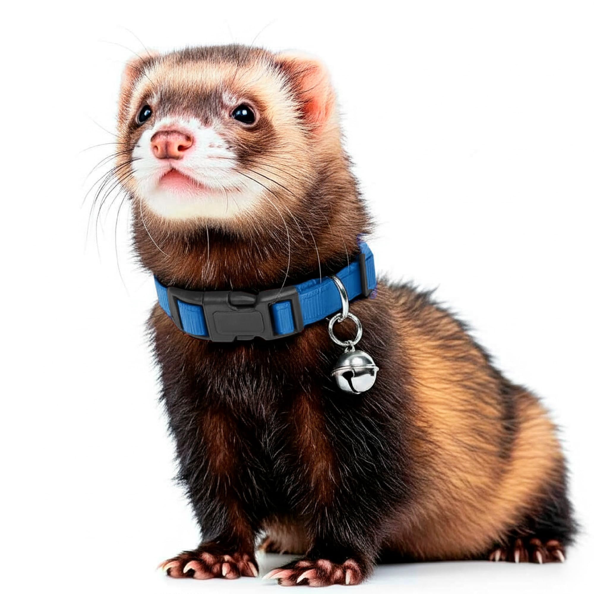 Productos para mascotas Bell Collar Marshall para hurones (azul)