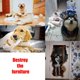 thumbnail image 4 of Snuffle Mat Pet Para Perros Y Gatos Juego Interactivo, 4 of 8