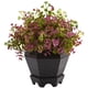 thumbnail image 1 of Planta artificial casi natural de sedum y eucalipto de 33 cm, 1 of 5