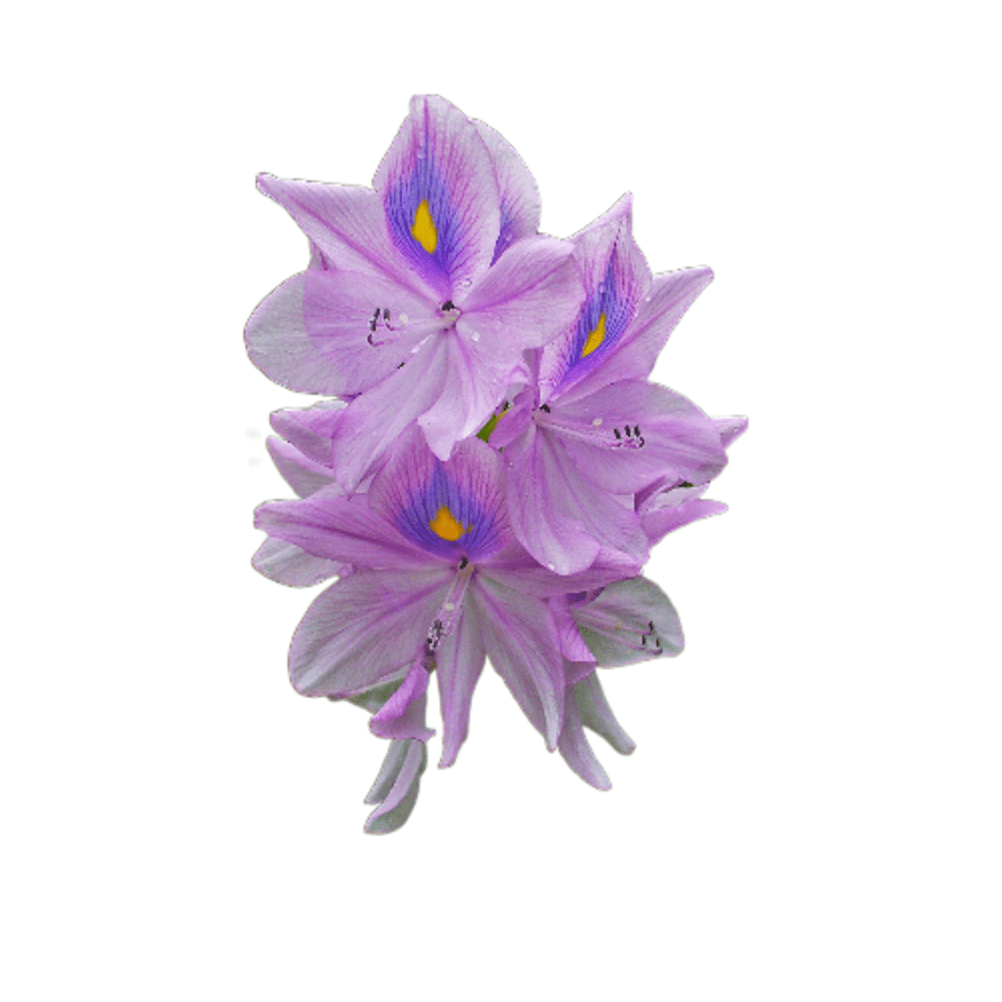 Grow Sweet - Plantas Acuáticas Jacintos De Agua, Naturales Para Estanques Y Fuentes