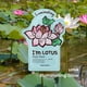 thumbnail image 2 of Mascarilla facial TONYMOLY I'm Lotus Luminating Hydrating, 2 of 2