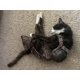 thumbnail image 3 of Pañal para gato Crazy K Farm Leopardo ajustable, 3 of 4