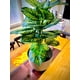 thumbnail image 5 of Planta Artificial Interior Decorativa Hojas Ralladas 80 Cm, 5 of 9
