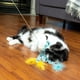 thumbnail image 3 of Juguete Gato Vibrant Life Medusa Catnip Varita Azul, 3 of 3
