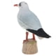 thumbnail image 5 of Plástico pájaro animal modelo figura ni?os regalo educativo juguete gaviota de cabeza negra, 5 of 5