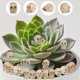 thumbnail image 3 of Escultura Junware 40 piezas miniaturas de calaveras de resina 1,8 cm, 3 of 8