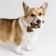 thumbnail image 4 of Juego De 1 Pieza Pequeña De Dog Chew Toys Fishbone Fishbone, 4 of 7