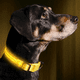 thumbnail image 4 of Collar LED para perro recargable por USB: collar luminoso brillante y de alta visibilidad para paseos nocturnos de mascotas., 4 of 5