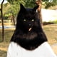 thumbnail image 3 of Máscara Cabeza Lobo Peluche Furry Realista Disfraz, 3 of 3