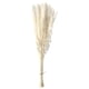 thumbnail image 4 of Ramo De Hierba De Pampa Seca, Fragmitas, Flor De Junco, Blanco, 15 Uds., 4 of 5