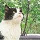 thumbnail image 2 of Accesorios Gato Malla Seguridad 4X3M Pawise, 2 of 2