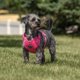 thumbnail image 2 of Arnés para Perro Vibrant Life Ajustable Malla Rosa Talle S, 2 of 3