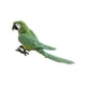 thumbnail image 4 of Adornos Realistas De Pájaros Loros Artificiales Lindos Para Interior Al Aire Libre Porche Hogar Verde, 4 of 5