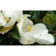 thumbnail image 3 of Vela aromática, 3 of 3