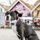 thumbnail image 5 of Collar Perro Smart ID Magical, 5 of 5
