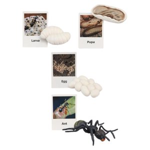 Magideal - Figuritas De , Juguete, Biología, Ciencia, Etapa De Crecimiento Educativo, Modelo, Figuritas De Animales, Juguetes Para Decoración De Hormigas