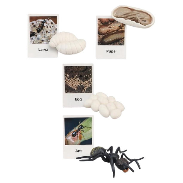 Figuritas de , juguete, biología, ciencia, etapa de crecimiento educativo, modelo, figuritas de animales, juguetes para decoración de hormigas