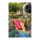 thumbnail image 4 of Set de 5 Maceteros Biodegradables Cuadrado / 3 Coral y 2 Naranjos, 4 of 5