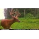 thumbnail image 4 of Cámara Trail Stealth Cam Browtine de 18 MP con tarjeta SD y baterías, 4 of 4