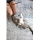 thumbnail image 4 of Varita de juego con plumas y plumas para gatos OurPet's Play-N-Squeak, 4 of 8