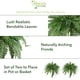 thumbnail image 5 of Juego de helechos artificiales de Boston casi naturales, 48 pulgadas (122 cm), 2 piezas, 5 of 6