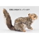 thumbnail image 3 of Peluche Hansa Sitting Squirrel gris para niños de 3 a 100 años, 3 of 8
