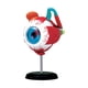 thumbnail image 1 of 4D MASTER GLOBO OCULAR MODELO ANATÓMICO, 1 of 1