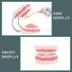 thumbnail image 5 of Modelo de cuidado dental: modelo de boca RONTEN agrandado 6x, 5 of 7