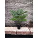 thumbnail image 3 of Planta Decorativa Manto De Eva 71cm, 3 of 3