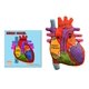thumbnail image 2 of Peluche de Corazón GIANT MICROBES 20 cm – Modelo Anatómico, 2 of 9