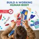 thumbnail image 2 of Kit STEM Modelo Interactivo del Cuerpo Humano para Niños de 8 a 14 Años – Smartivity, 2 of 8