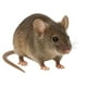 thumbnail image 4 of Raticida Veneno para ratones Bloque 25 Ud. X 20g, 4 of 4