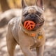thumbnail image 3 of Juguete para perros Chuckit! Pelota Air Fetch pequeña para perros de 0 a 9 kg (2 cm), 3 of 7
