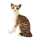 thumbnail image 2 of Encantador Animal De Peluche Cómodo Adornos Para El Hogar Gato Juguete De Peluche Para Adultos 35cm Gato Gris, 2 of 5