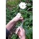 thumbnail image 5 of Tijeras Okatsune N.º 304 para corte de brotes 19 cm 110 g, 5 of 9