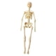 thumbnail image 3 of Human Body Model Display Education Tool Biología Humana Para La Educación En El Hogar 8+ Esqueleto, 3 of 5