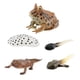 thumbnail image 5 of Montessori Frogs Life Cycle Model Animals Juego Cognitivo Para Niños Proyecto Estilo C, 5 of 5